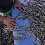 Ketika supermarket besar mengejar keuntungan, penelitian baru menunjukkan meningkatnya eksploitasi terhadap petambak udang