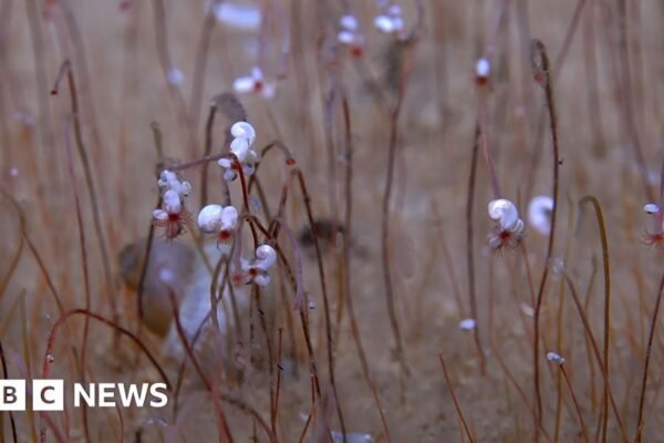 'Komunitas' kehidupan aneh dan ekstrem terlihat untuk pertama kalinya di lautan dalam