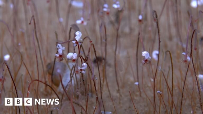 'Komunitas' kehidupan aneh dan ekstrem terlihat untuk pertama kalinya di lautan dalam