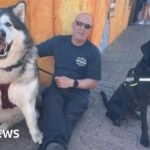 Pemilik anjing yang hidup dengan 13 ekor Malamute Alaska