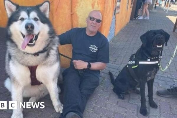 Pemilik anjing yang hidup dengan 13 ekor Malamute Alaska