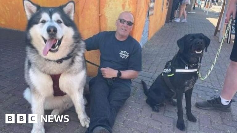 Pemilik anjing yang hidup dengan 13 ekor Malamute Alaska