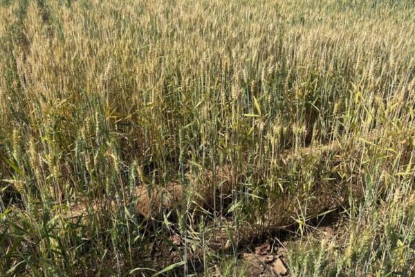 Teknologi pertanian baru berpotensi menghentikan penggurunan