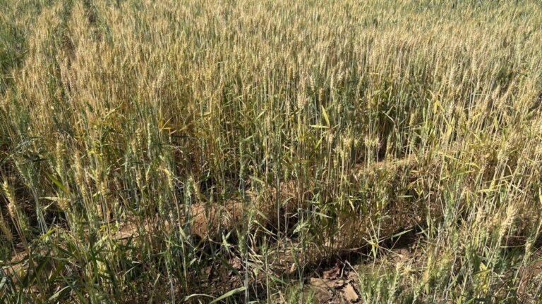 Teknologi pertanian baru berpotensi menghentikan penggurunan