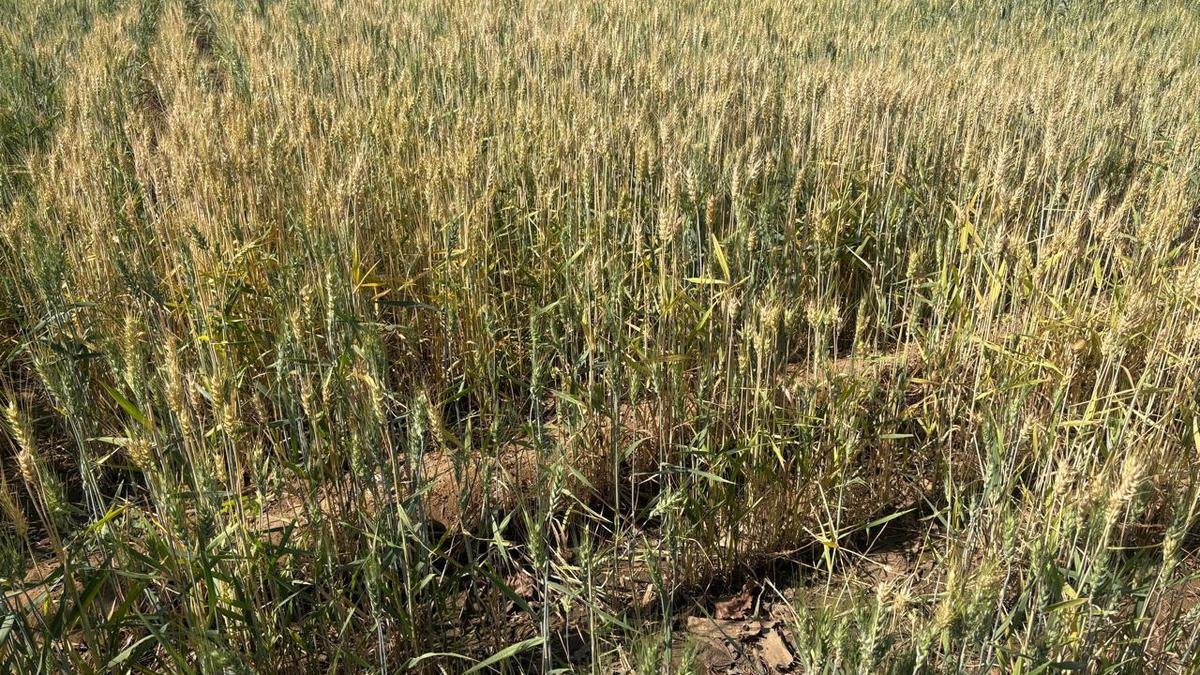 Teknologi pertanian baru berpotensi menghentikan penggurunan