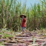 Indonesia menargetkan 3 juta ton produksi gula pada tahun 2026