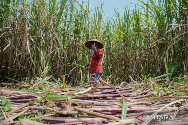 Indonesia menargetkan 3 juta ton produksi gula pada tahun 2026