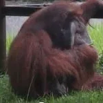Video seekor orangutan yang merokok membuat kebun binatang kembali mendapat masalah.