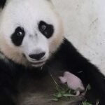 Anak Panda Baru Lahir Mendorong Citra Indonesia dalam Konservasi Satwa Liar
