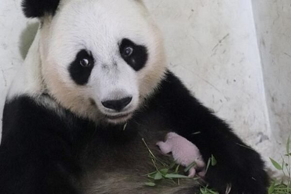 Anak Panda Baru Lahir Mendorong Citra Indonesia dalam Konservasi Satwa Liar