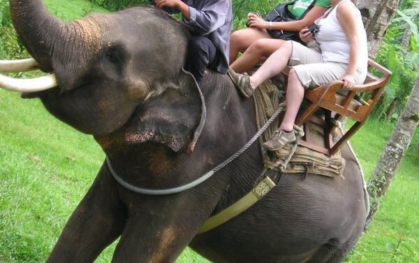 Bali Zoo, Indonesia melarang turis menaiki gajah di tengah tekanan yang semakin besar dari kelompok-kelompok kesejahteraan hewan.