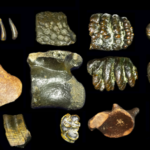 Homo erectus dari dasar laut, penemuan arkeologi baru di Indonesia