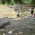 Terkenal dengan komodo, Labuan Bajo kini menjadi destinasi wisata populer, namun risiko pariwisata berlebihan tetap mengintai