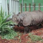 Badak dari Kebun Binatang Edinburgh diterbangkan ke Indonesia untuk mencari pasangan