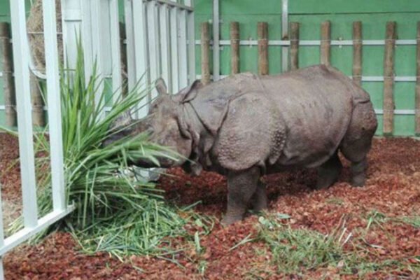 Badak dari Kebun Binatang Edinburgh diterbangkan ke Indonesia untuk mencari pasangan