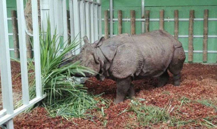 Badak dari Kebun Binatang Edinburgh diterbangkan ke Indonesia untuk mencari pasangan