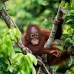Jepang dan Indonesia bekerja sama dalam upaya konservasi orangutan