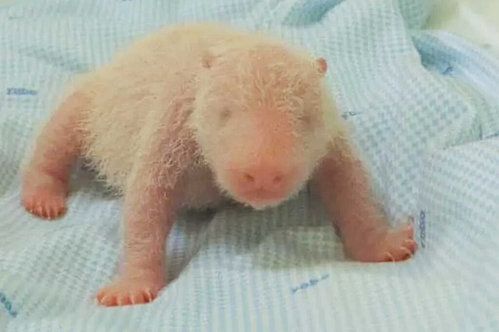 Kebun Binatang Membagikan Foto Anak Panda Raksasa Pertama yang Lahir di Indonesia