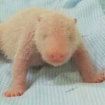 Kebun Binatang Membagikan Foto Anak Panda Raksasa Pertama yang Lahir di Indonesia